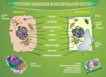 Стенд "Строение животной и растительной клеток" - «globural.ru» - Тобольск