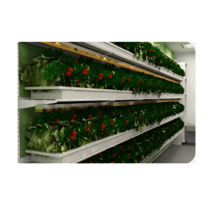 Стеллаж для выращивания клубники "Стена" - «globural.ru» - Тобольск