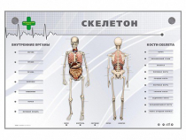 Электрифицированный стенд-тренажер "Скелетон" - «globural.ru» - Тобольск