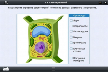 Интерактивные курсы. Биология 9 класс. Расширенный - «globural.ru» - Тобольск