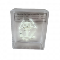 Скелет лягушки - «globural.ru» - Тобольск