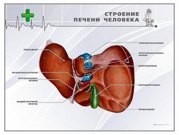 Стенд "Строение печени человека" - «globural.ru» - Тобольск
