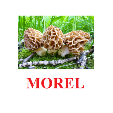 "Mushrooms" ("Грибы") английские карточки Домана - «globural.ru» - Тобольск