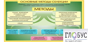 Стенд "Методы селекции и биотехнологии" - «globural.ru» - Тобольск