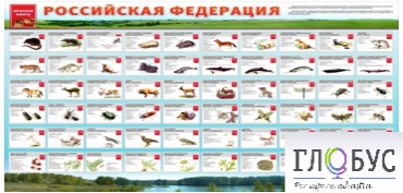 Стенд "Красная книга РФ" - «globural.ru» - Тобольск