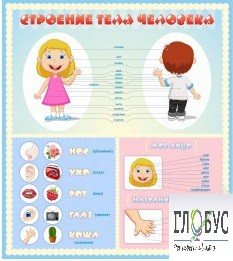 Стенд "Строение человека" для детей - «globural.ru» - Тобольск