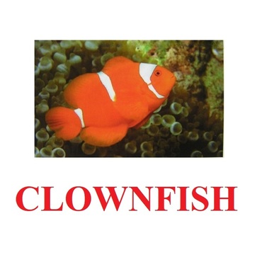"Fish" ("Рыбы") английские карточки Домана - «globural.ru» - Тобольск