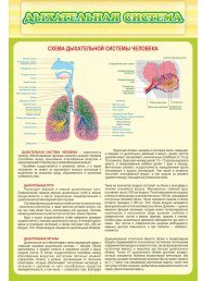 Стенд "Дыхательная система" - «globural.ru» - Тобольск